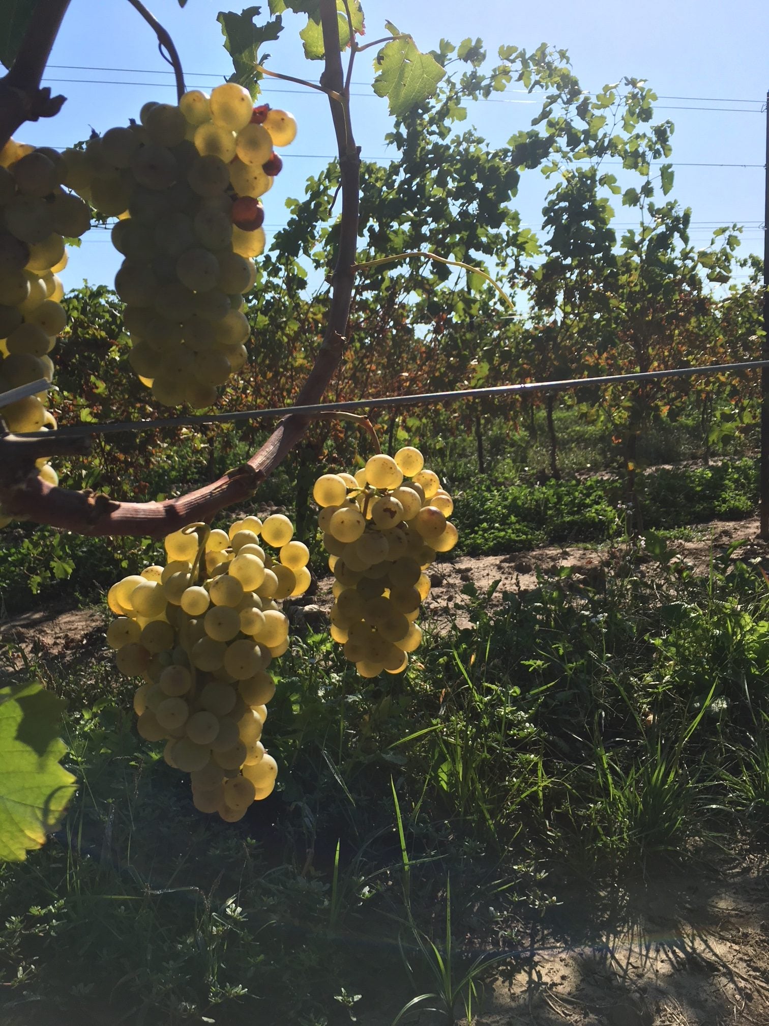 Sauvignon Blanc grapes in vineyard