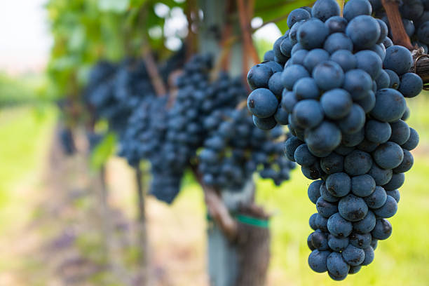 Syrah grapes in vineyard